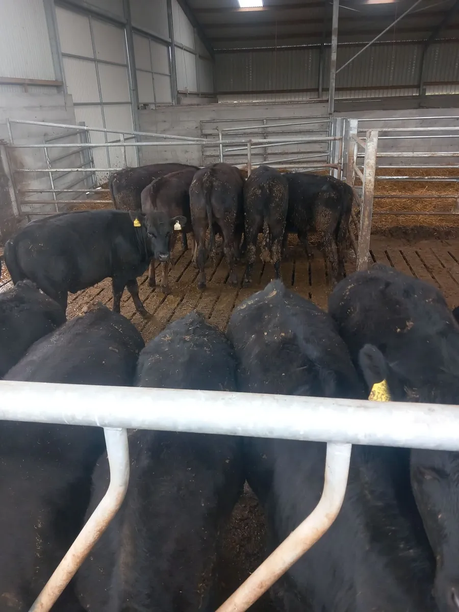 Angus cattle - Image 2