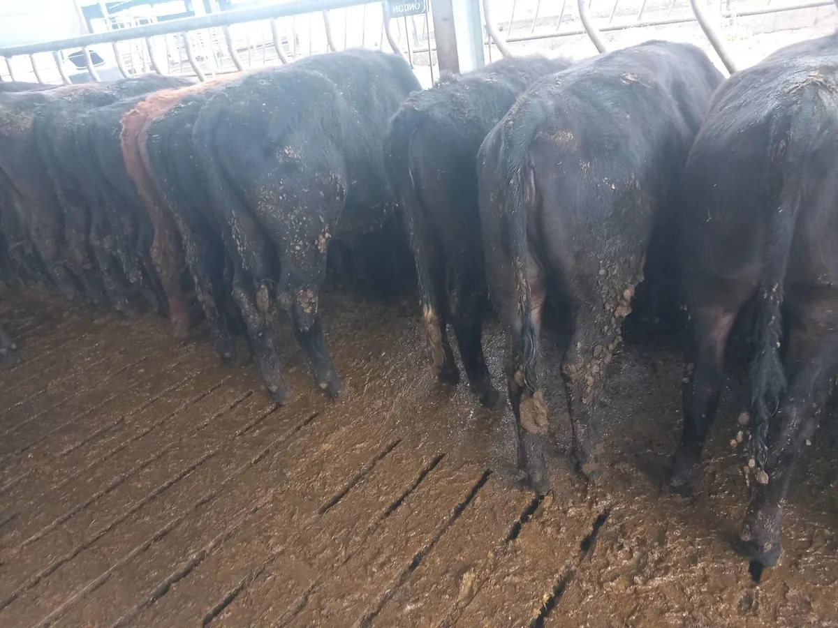 Angus cattle - Image 3