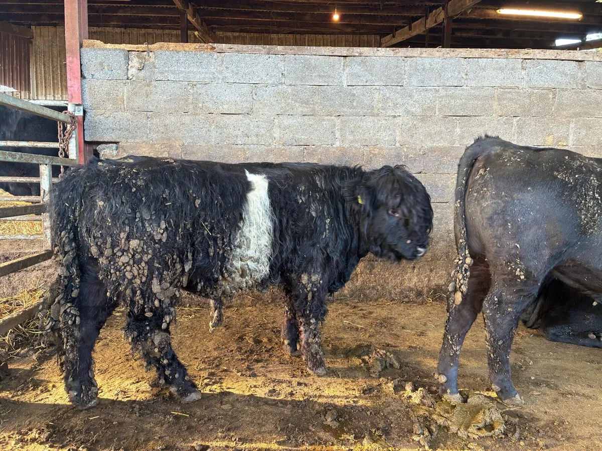 Belted Galloway - Image 3