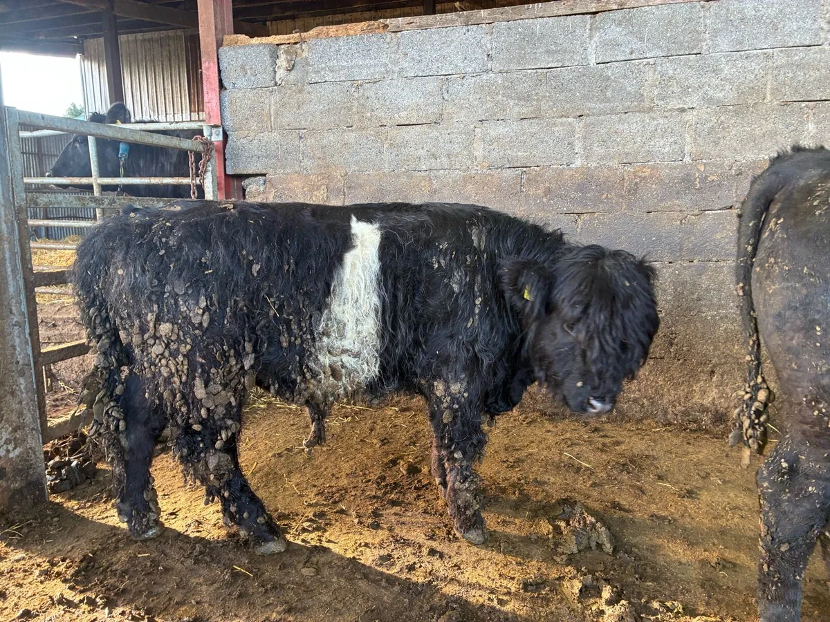Belted Galloway - Image 4