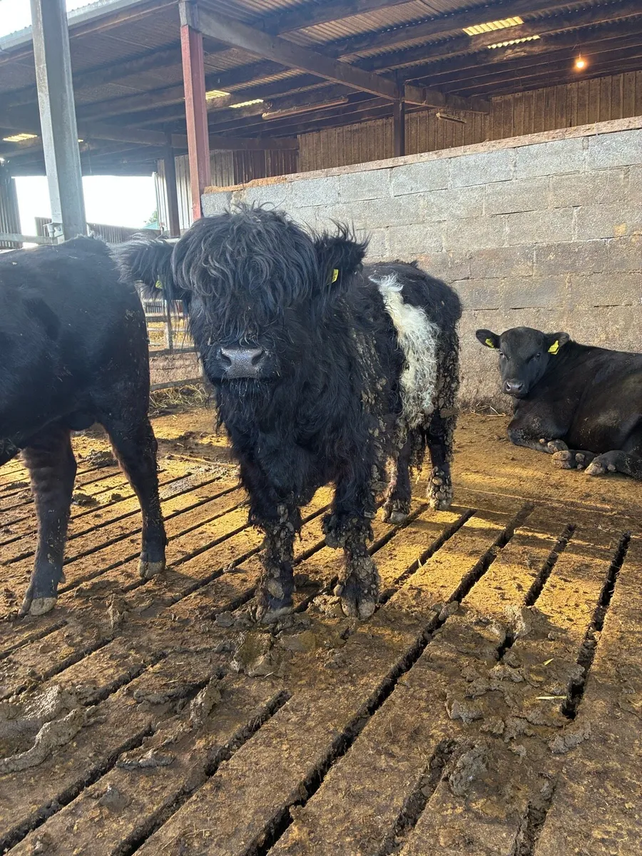 Belted Galloway - Image 2
