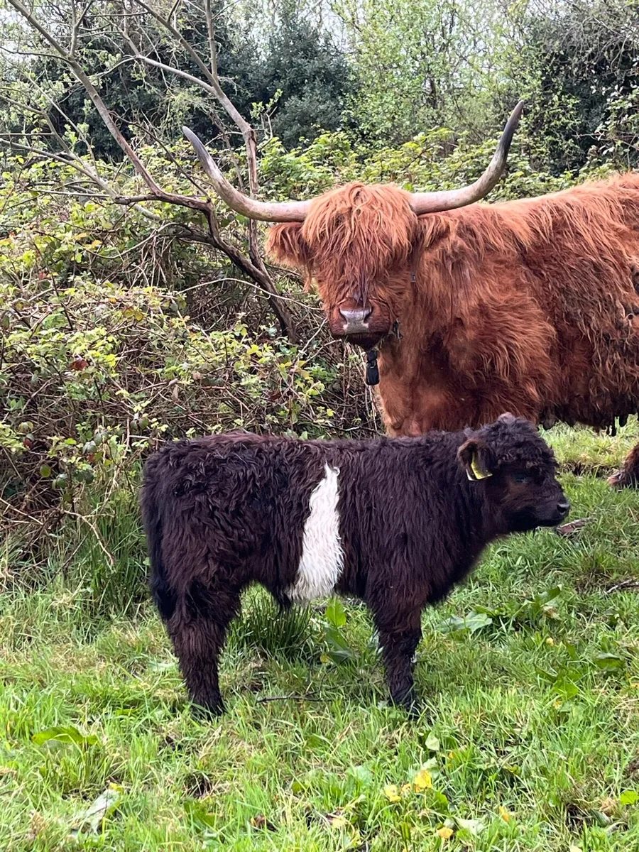 Belted Galloway - Image 1