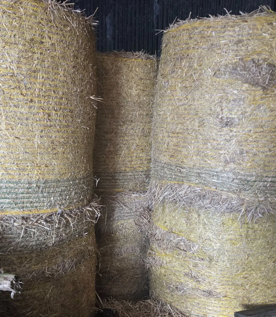 Good quality wheat straw