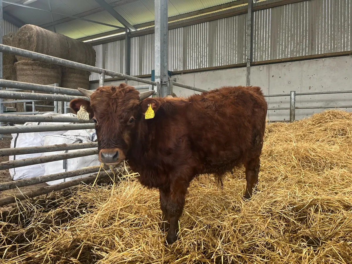 Dexter Weanlings - Image 1