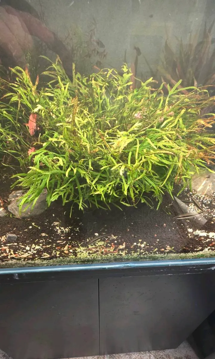 245 liter opti white tank - Image 2