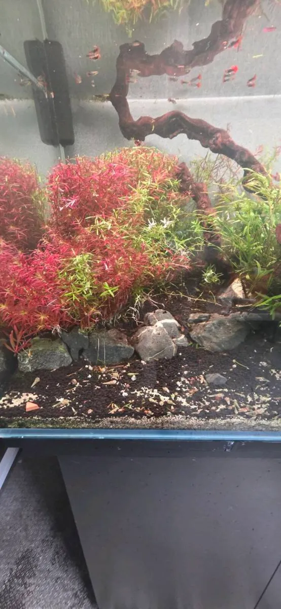 245 liter opti white tank - Image 3