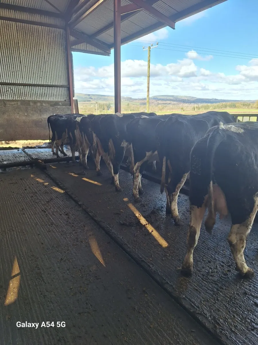 Dairy cows - Image 2