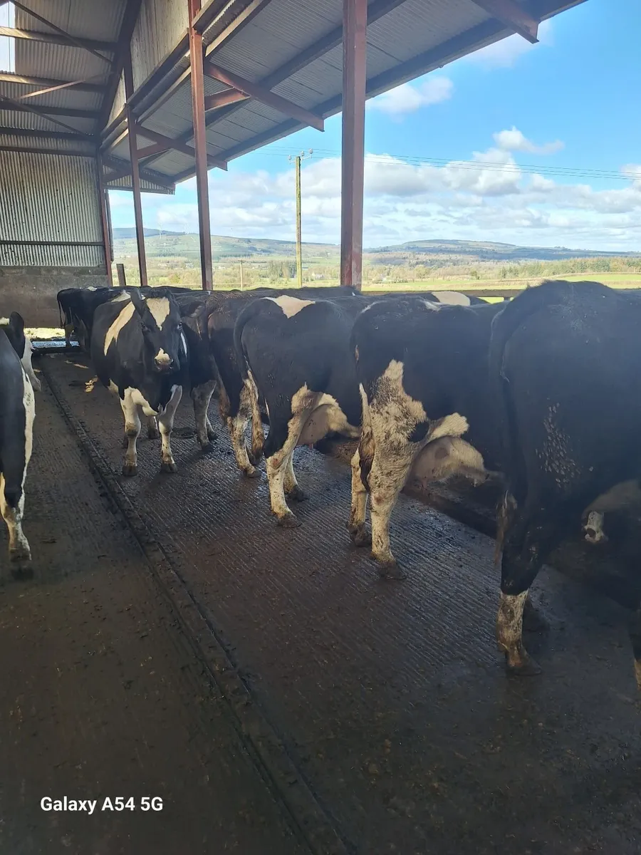 Dairy cows - Image 1