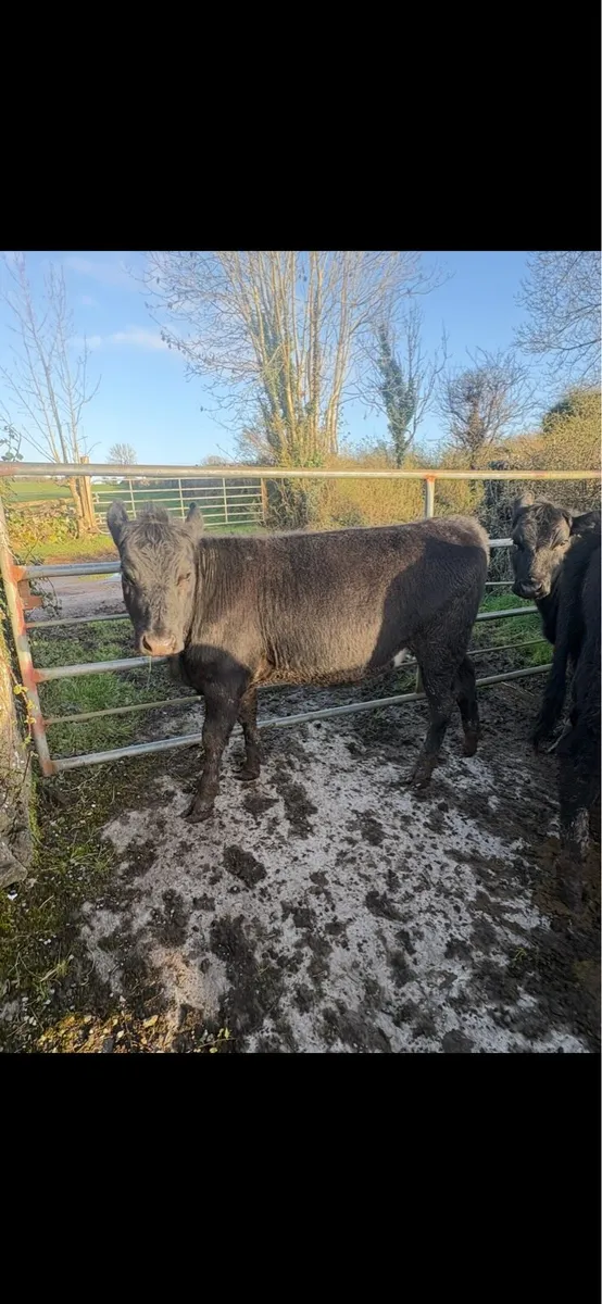 8 yearling heifers - Image 3