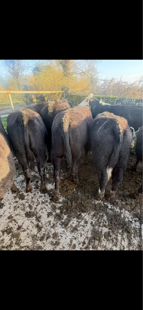 8 yearling heifers - Image 4