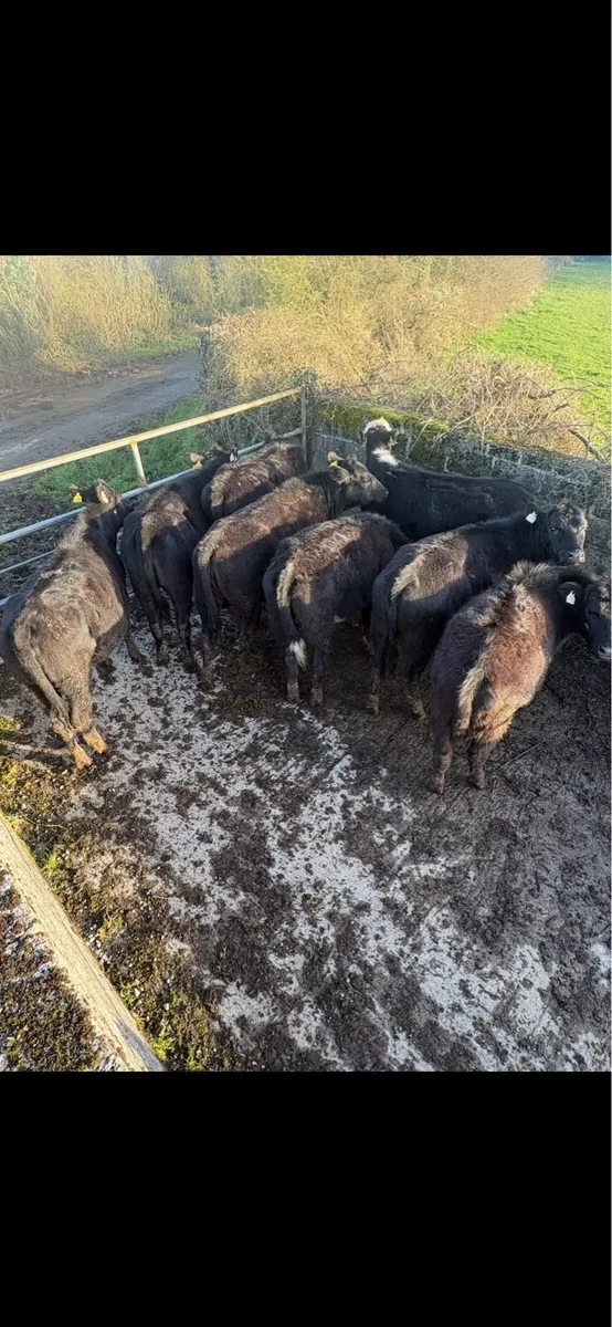 8 yearling heifers - Image 1