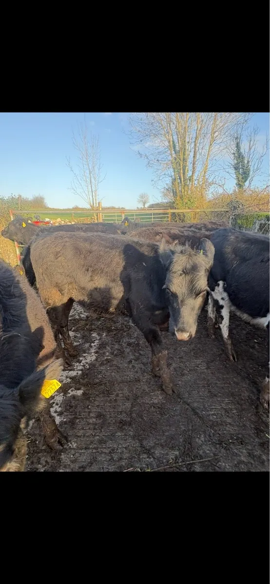 8 yearling heifers - Image 2
