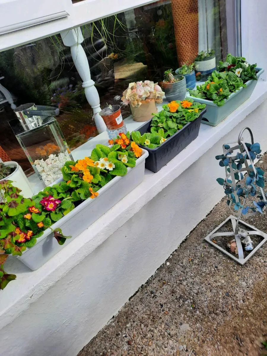 Spring window boxes - Image 1