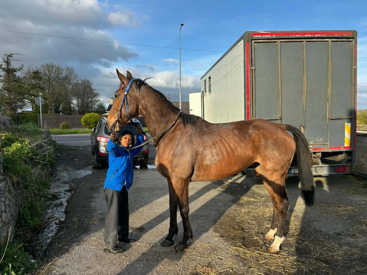 16.2 unnamed thoroughbred filly - Image 1