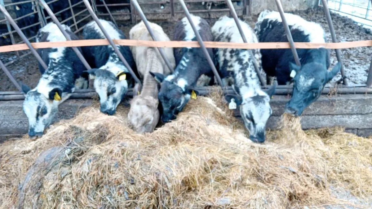 6 NICE SPECKLE PARK BULLOCKS - Image 4