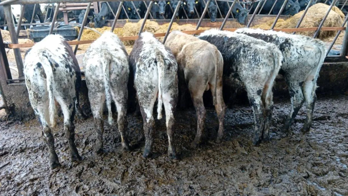 6 NICE SPECKLE PARK BULLOCKS - Image 3