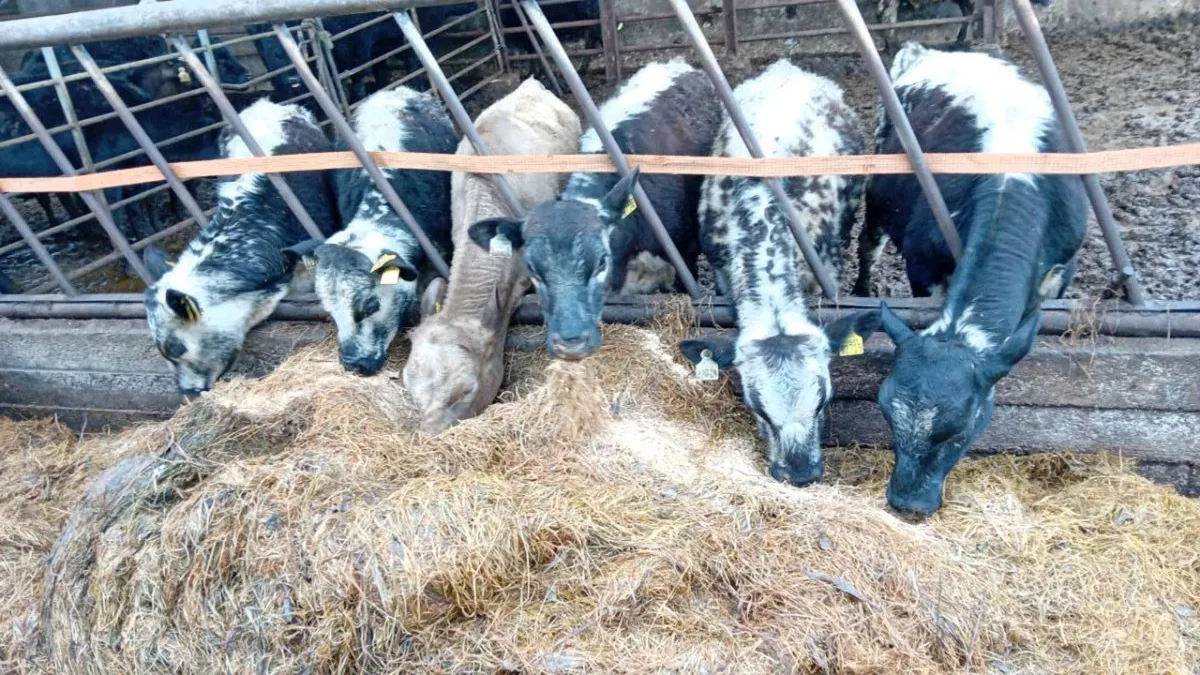 6 NICE SPECKLE PARK BULLOCKS - Image 2