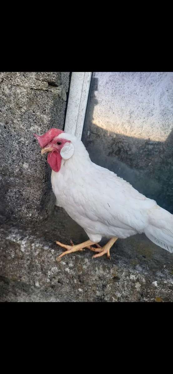 Hatching eggs cheap and poultry - Image 3