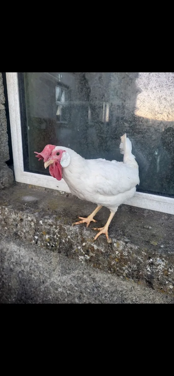 Hatching eggs cheap and poultry - Image 1