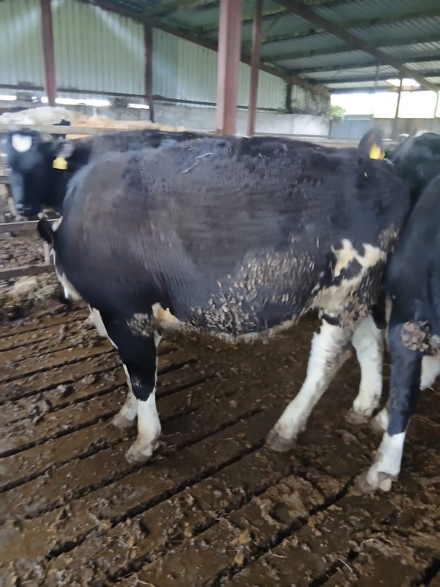 Cattle for grass - Image 2