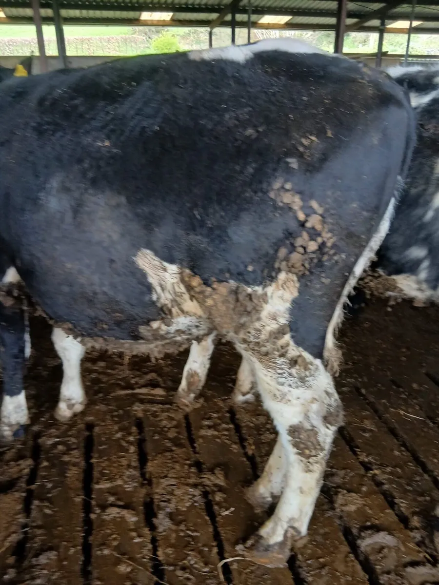 Cattle for grass - Image 3