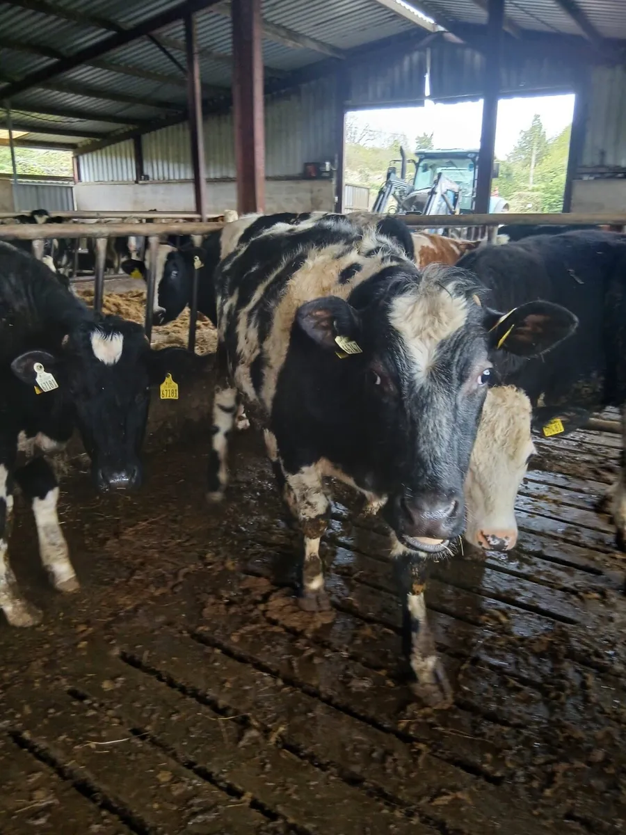 Cattle for grass - Image 1