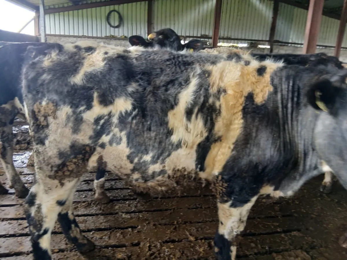 Cattle for grass - Image 4