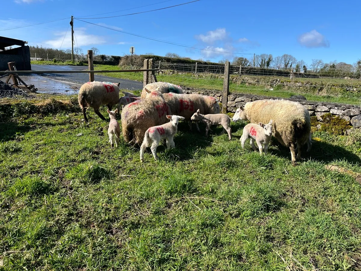 EWES WITH LAMBS - Image 1