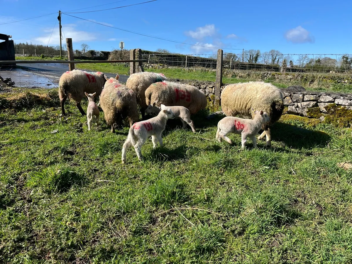 EWES WITH LAMBS - Image 2