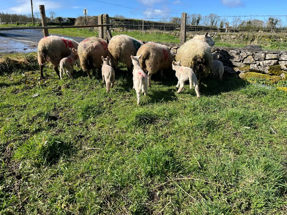 EWES WITH LAMBS - Image 3