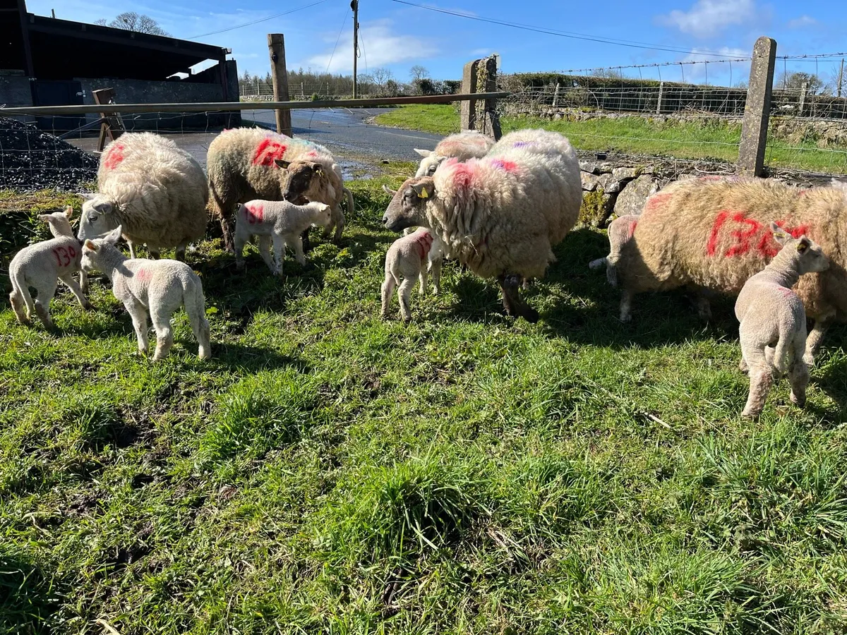 EWES WITH LAMBS - Image 4
