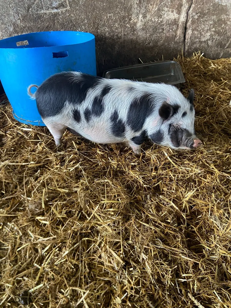 Pigs - Image 1