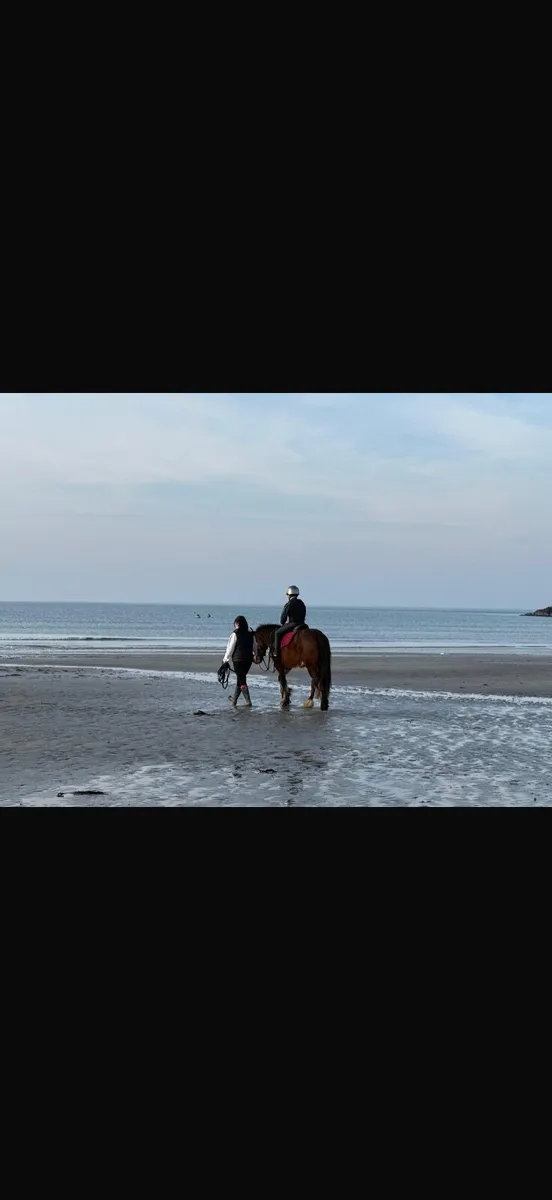 13.2 4 year old Cob gelding - Image 2