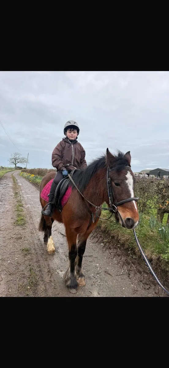 13.2 4 year old Cob gelding - Image 1