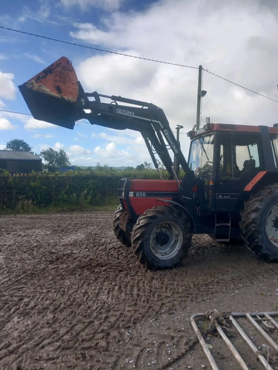 Rotted manure. - Image 1