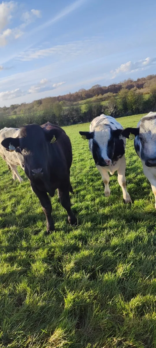 Store Bullocks in Tullamore Mart - Thurs 9th April - Image 2