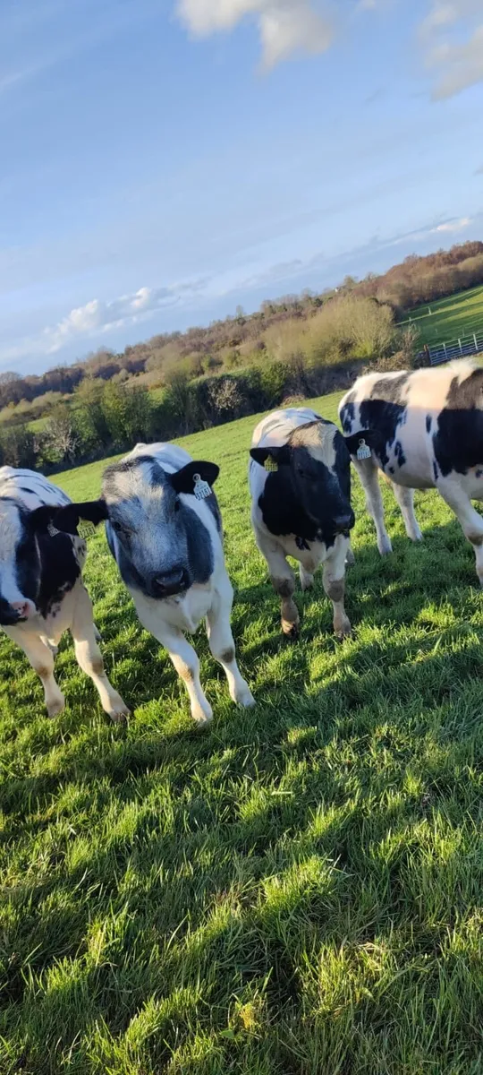 Store Bullocks in Tullamore Mart - Thurs 9th April - Image 1