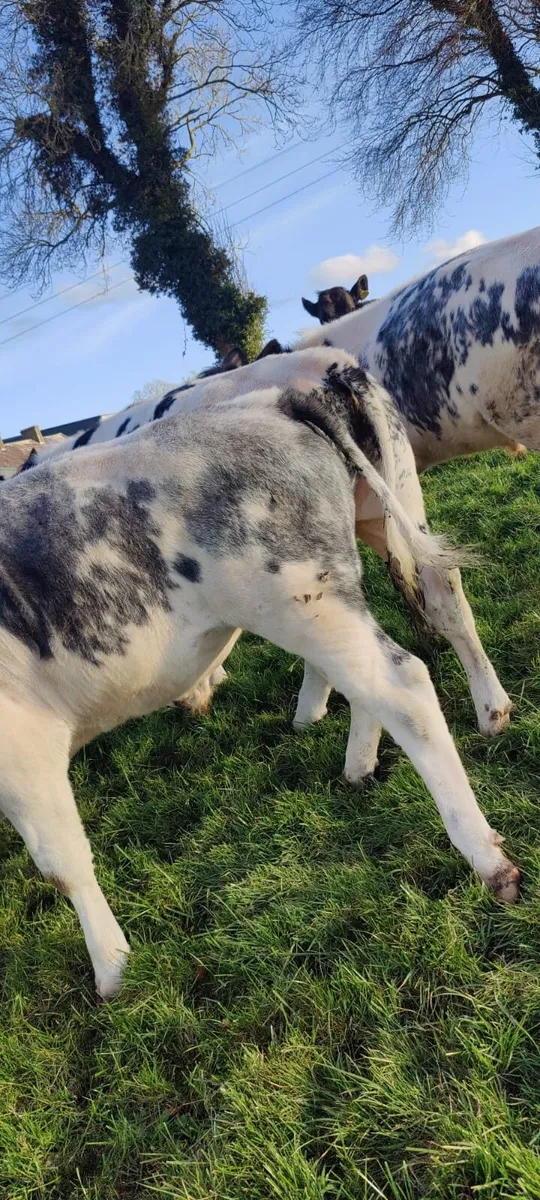 Store Bullocks in Tullamore Mart - Thurs 9th April - Image 3