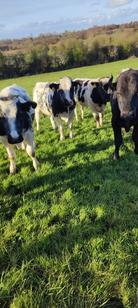 Store Bullocks in Tullamore Mart - Thurs 9th April - Image 4
