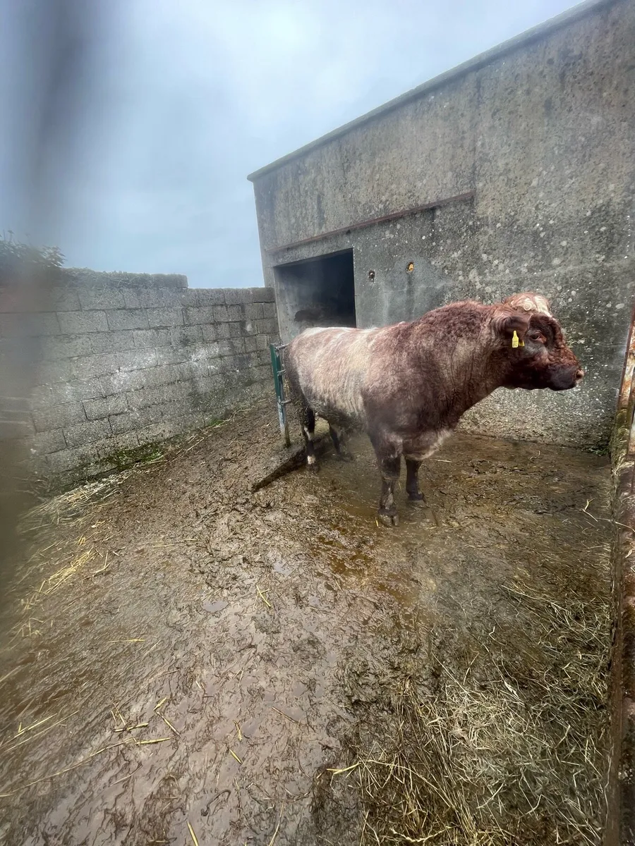 Bull - Image 2