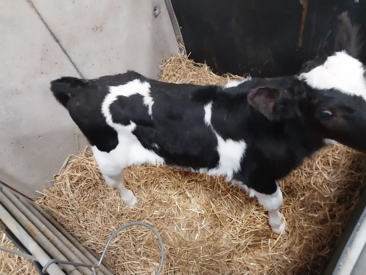 Calves - Image 2
