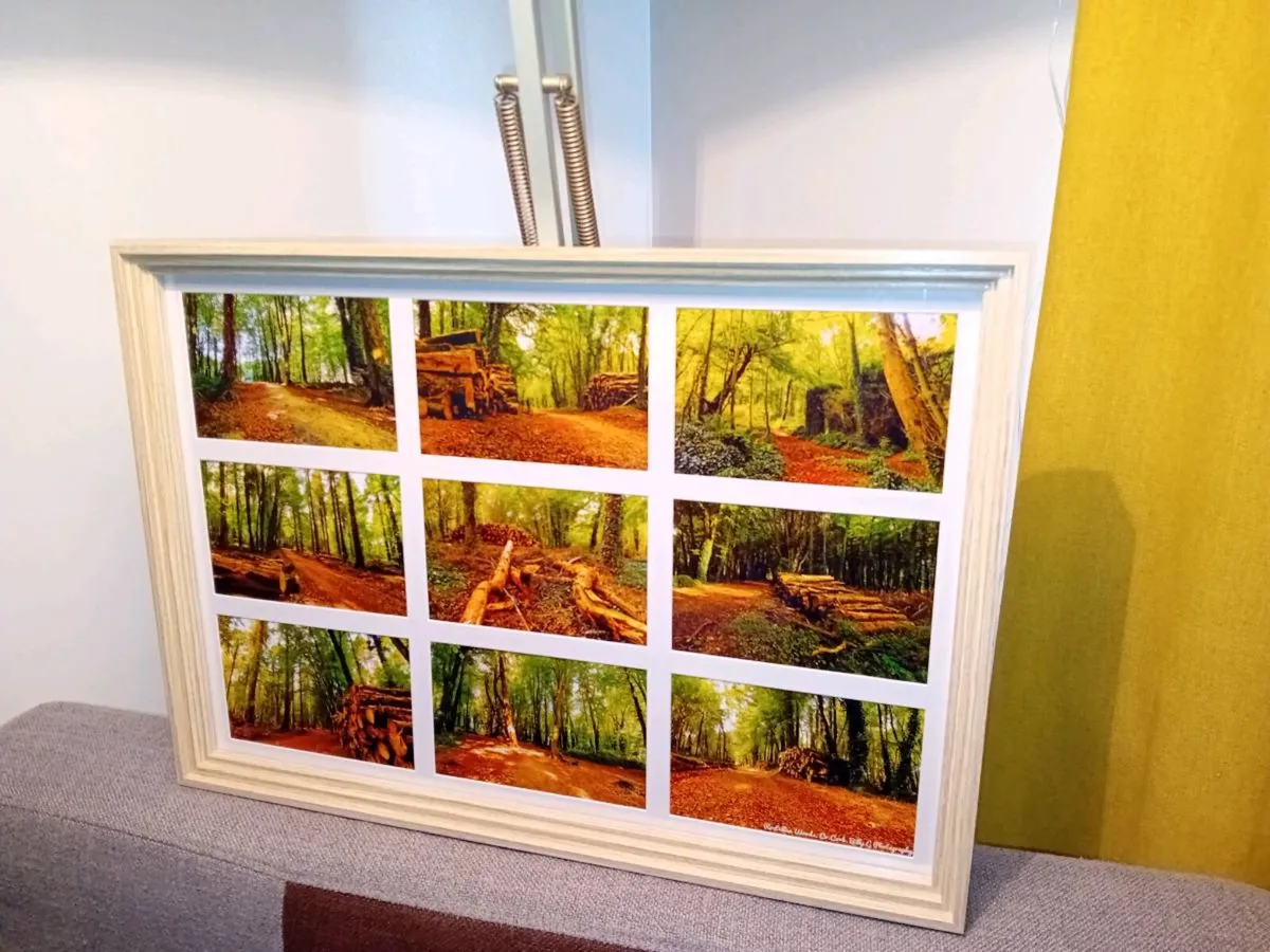 Rostellan Woods - Image 3