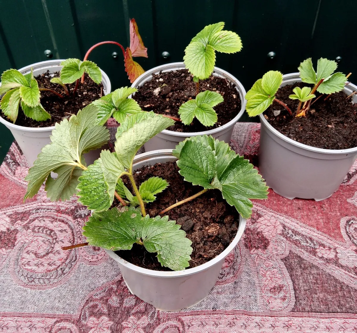 Organic Strawberry Plants