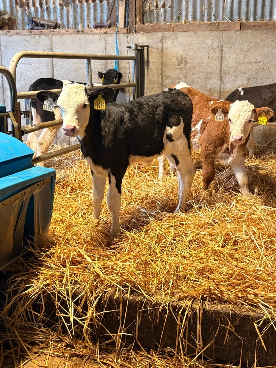 Heifer calves - Image 2