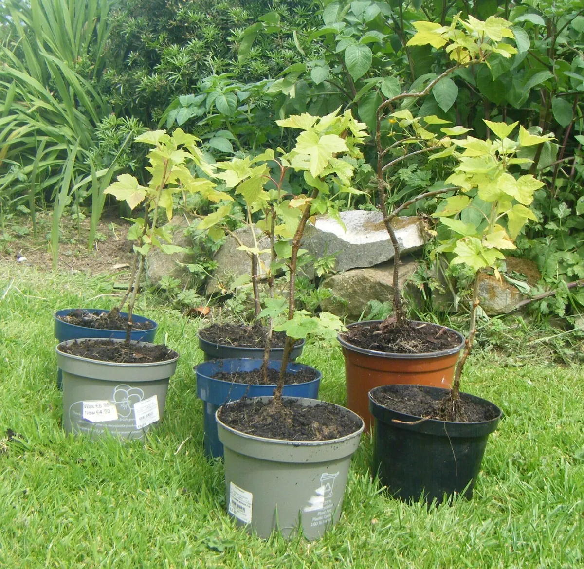 Organic Blackcurrant Bushes for Sale.