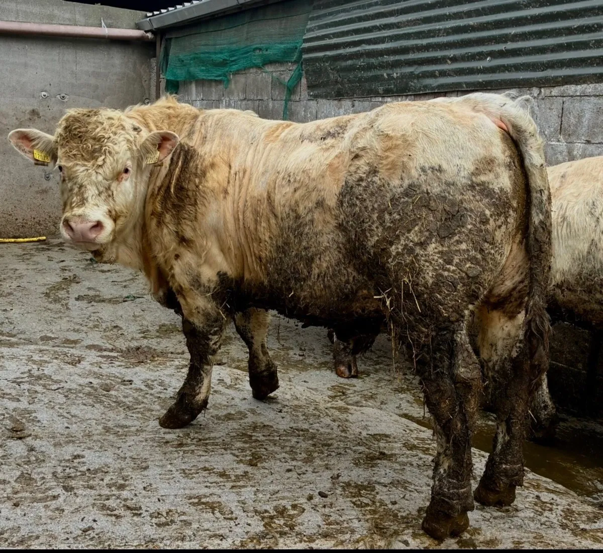 5 ⭐️ pedigree Charolais bulls - Image 4