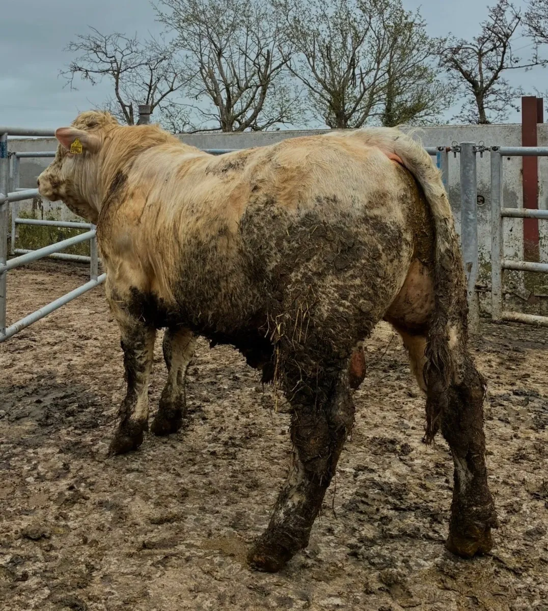 5 ⭐️ pedigree Charolais bulls - Image 1