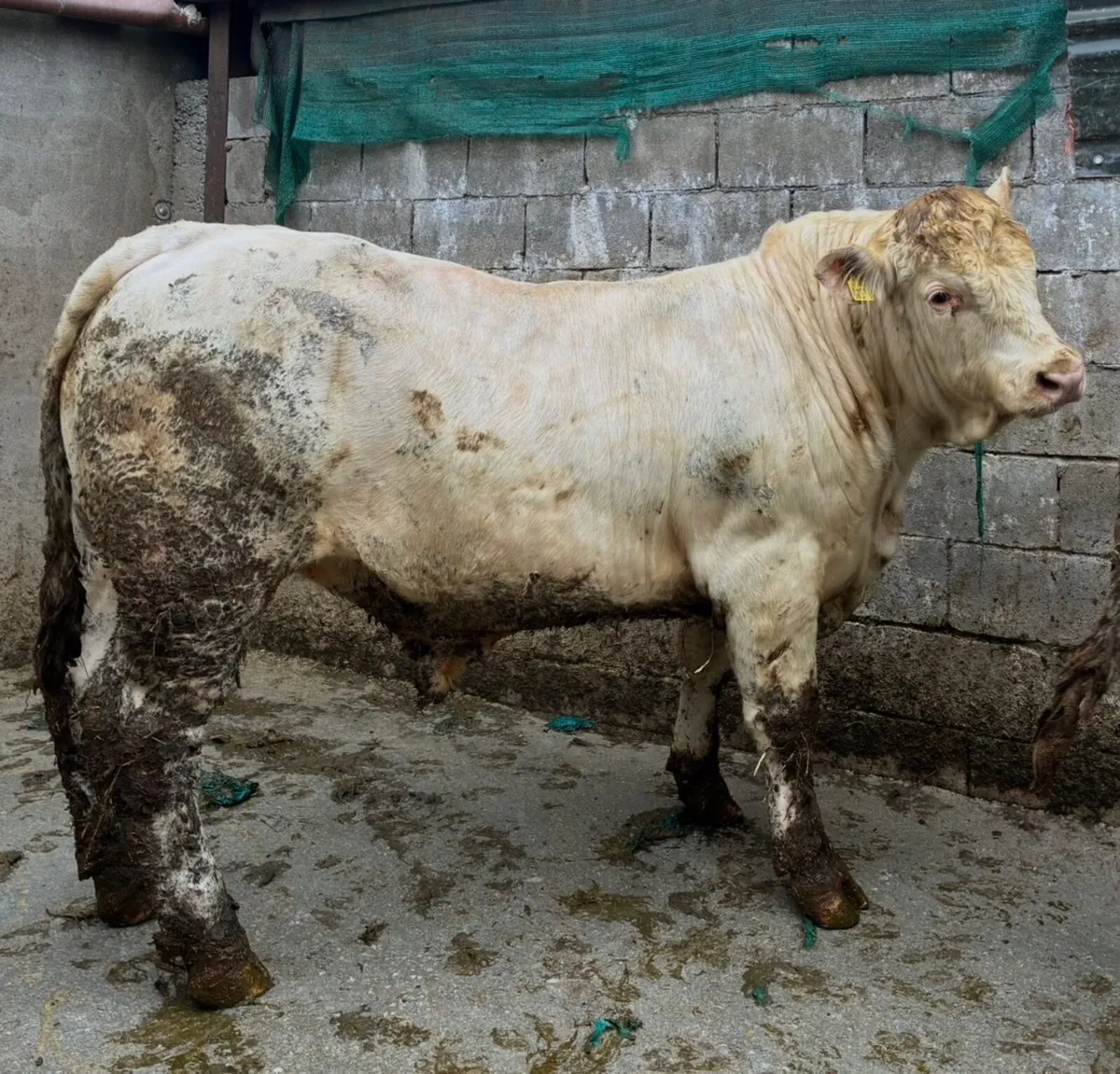 5 ⭐️ pedigree Charolais bulls - Image 2
