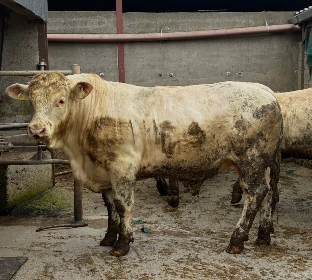 5 ⭐️ pedigree Charolais bulls - Image 3