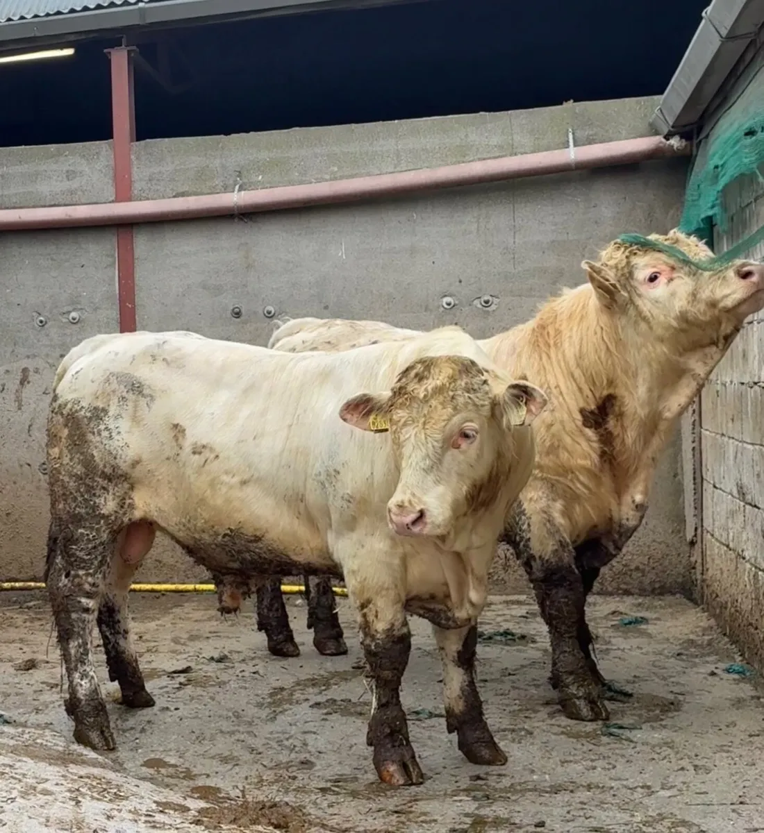 5 ⭐️ pedigree Charolais bulls - Image 1